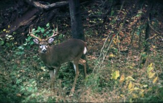 The Call Outdoors, Hunting, Christian Ministry, Hunting Ministry, Hunting Videos Waterfowl Hunting, Hunting, Turkey Huntings, Deer Hunting, Big Game Hunting, Duck Hunting, Media, Hunting Dogs, Game Dinners, Hunting Seminars, Hunting Events, Hunting Calls, Game Calls